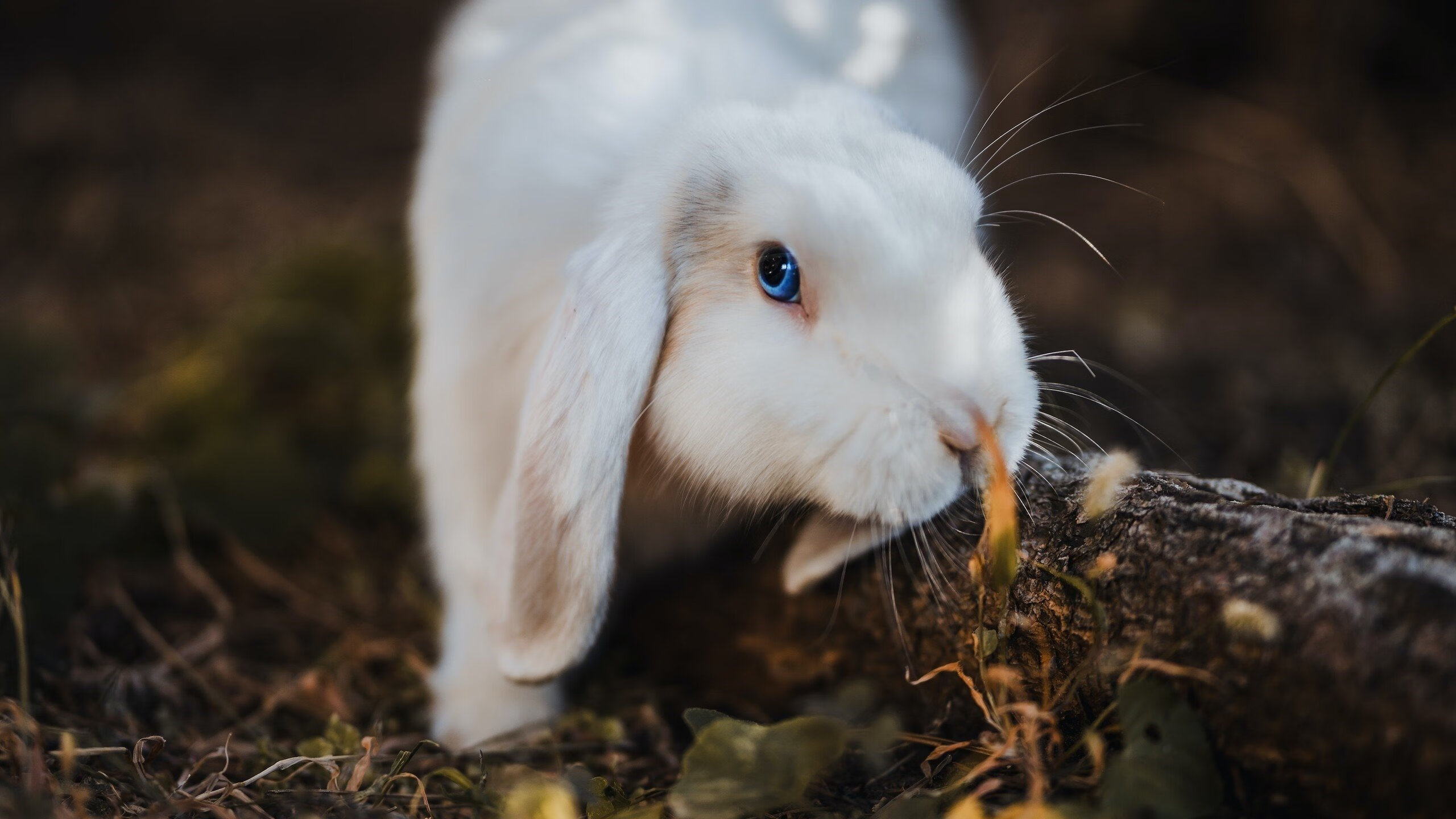 爱游戏官方网站-巴黎奥运足球：法国男足失意出局，法国男足奥运成绩